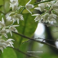 Polystachya cultriformis .orchidaceae. indigène Réunion. (4).jpeg